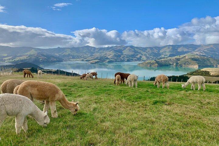 Visites de la ferme d'alpaga de Shamarra