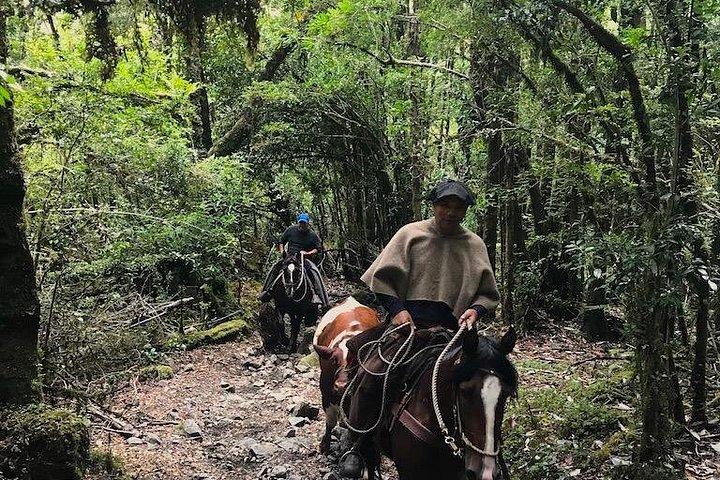 Private CAYUTUE Horse ride