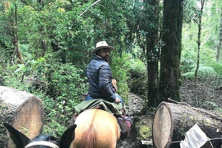 Private CAYUTUE Horse ride