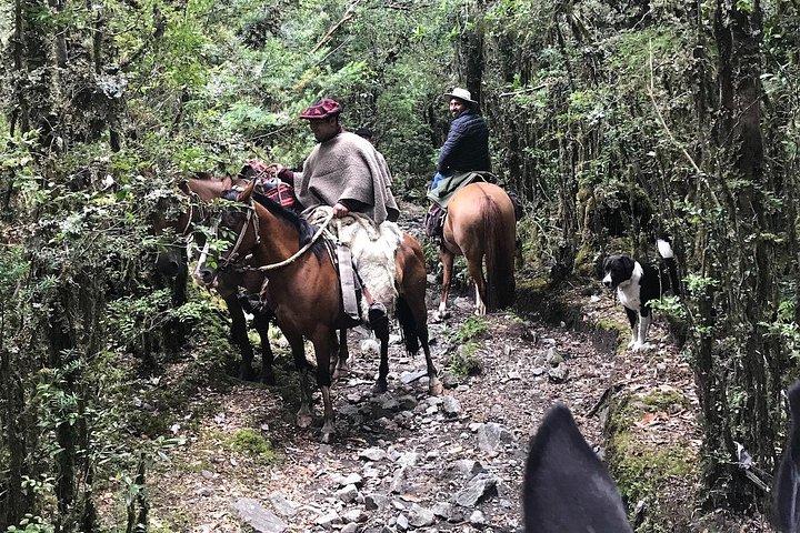 Private CAYUTUE Horse ride