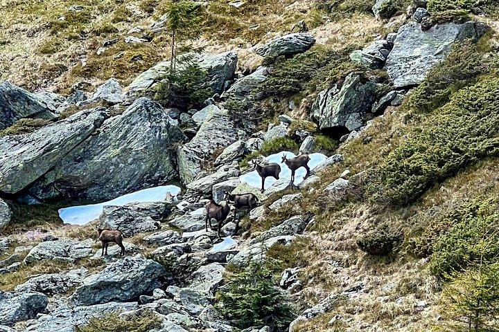 トランスファガラサンハイウェイとファガラス要塞日帰り旅行ブラソフ発