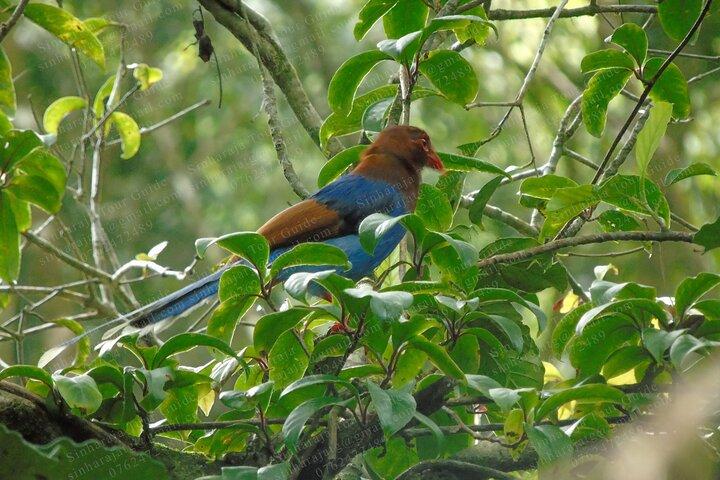 Fugletur i Sinharaja Rain Forest