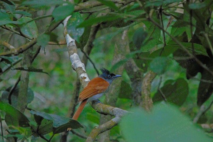 Fugletur i Sinharaja Rain Forest