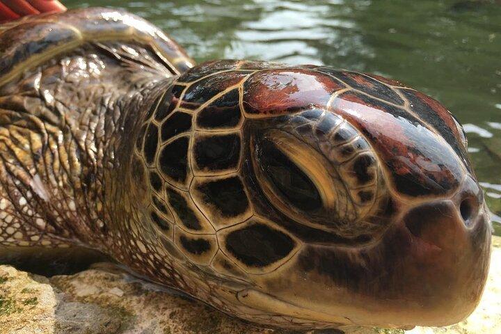 サラーム洞窟、プリズンアイランド、シークレットガーデン、ストーンタウン、クザ洞窟