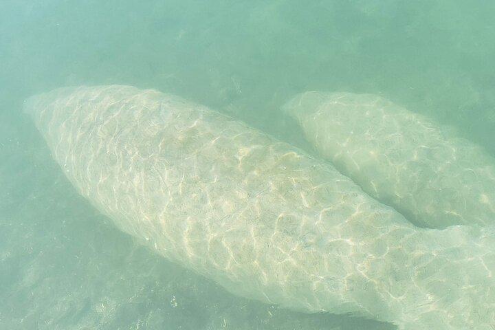 初心者に優しい島シュノーケリング