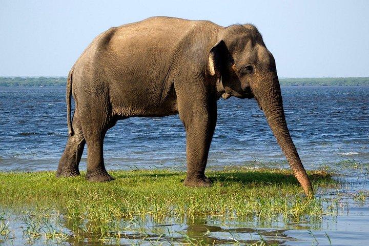 お得なパック！ヤラとウダワラワ国立公園への1日サファリツアー