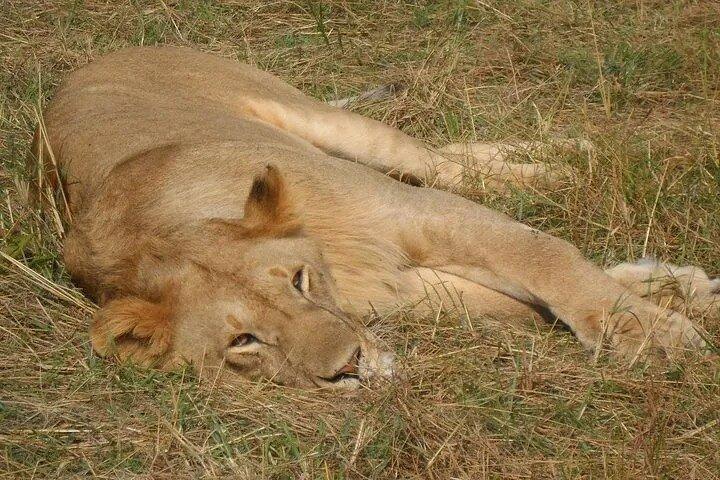 Classic Best of Kenya