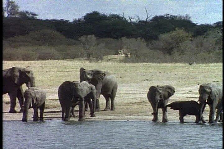 Classic Best of Kenya