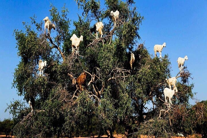 From Marrakech To Essaouira Mogador Full Day Trip | Small-group