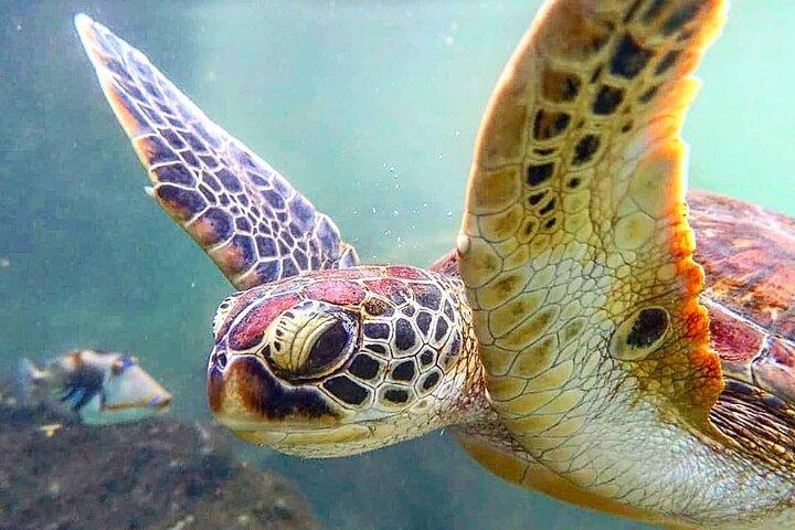 Zwemmen met zeeschildpadden; Stone Town met lunch; Prison Island Tour