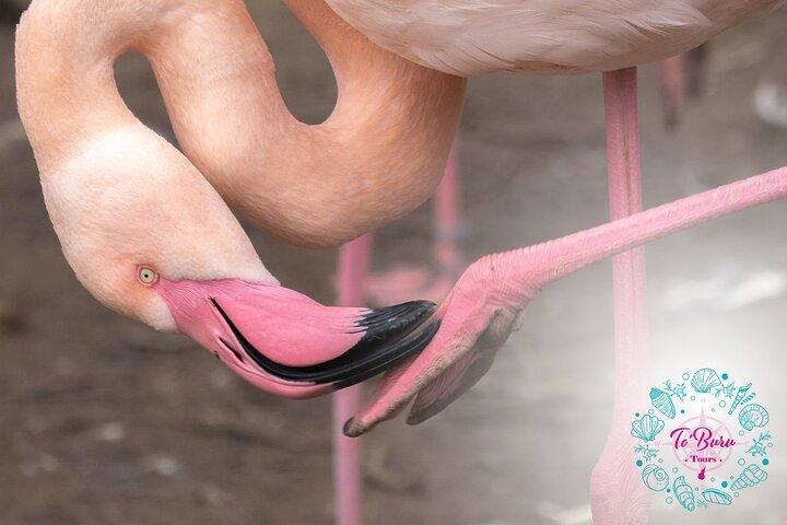 Sanctuary Los Flamingos-Tour