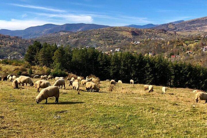 Original Carpathian Village Experience och Sinaia på en dagstur
