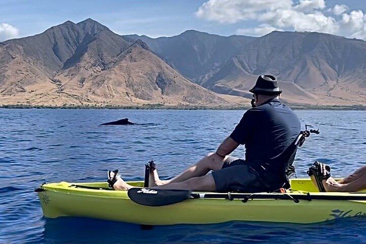 Observation des baleines et visite panoramique au départ de Kayak