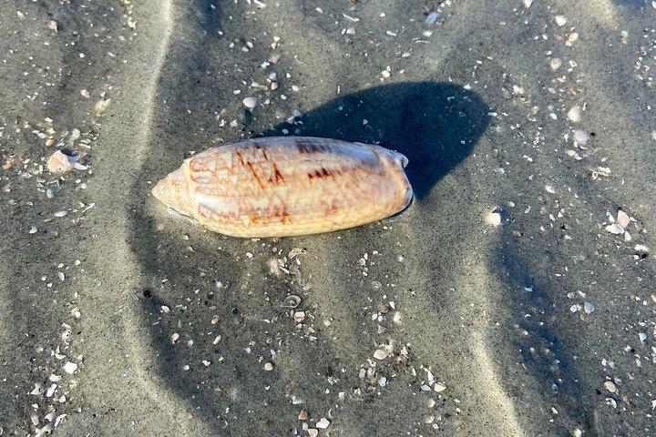 Vanishing Mile Isle Beachcomber Tour