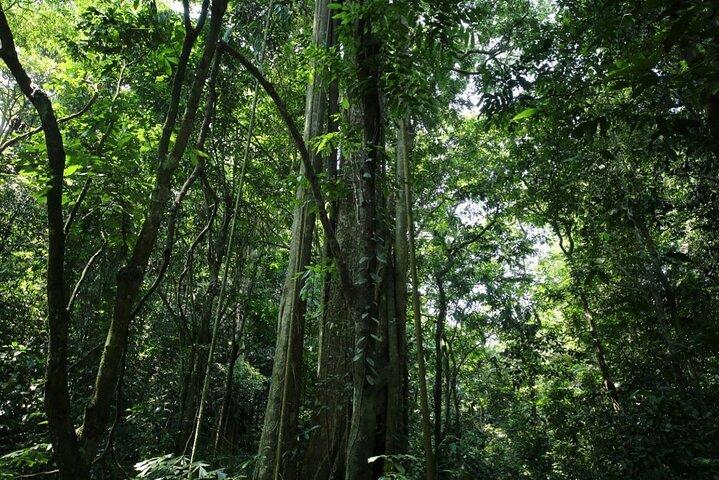 Cuc Phuong National Park Private Day Tour from Hanoi