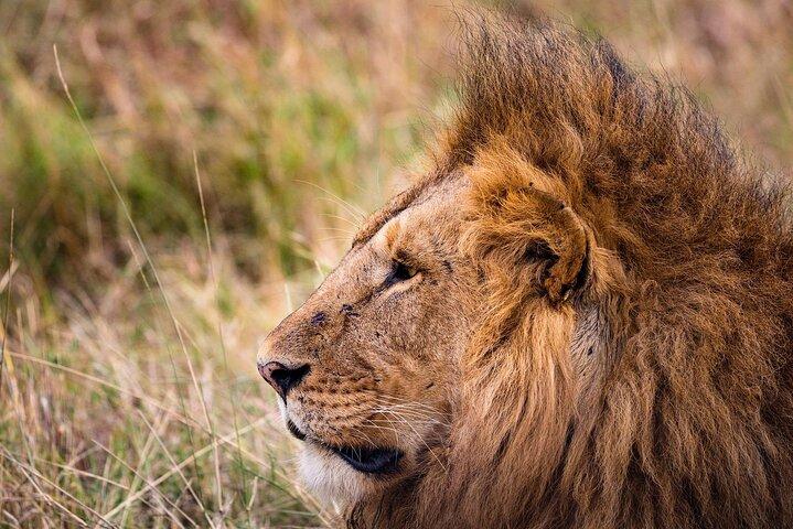 4 - Journée Pristine Tanzanie Safari