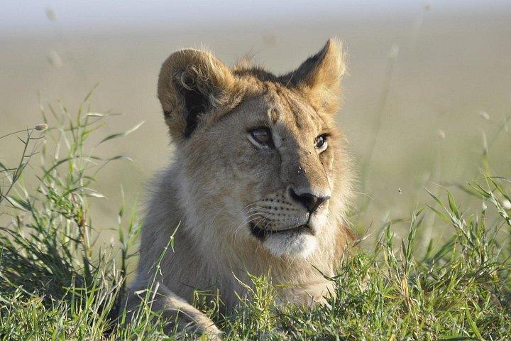 4-Day Pristine Tanzania Safari