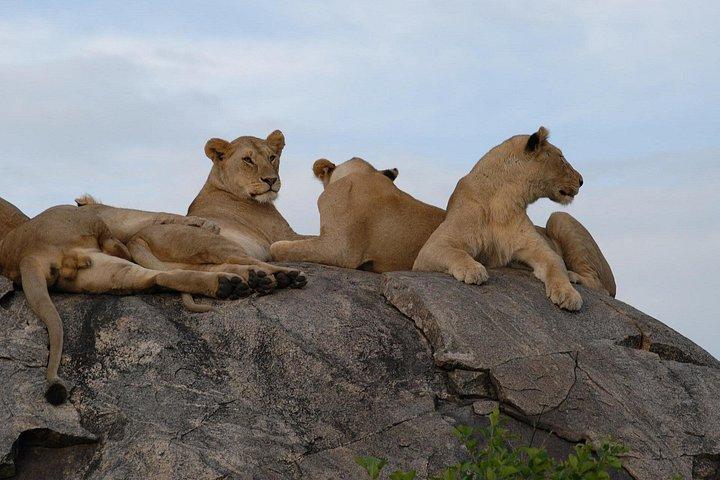 4-Day Pristine Tanzania Safari
