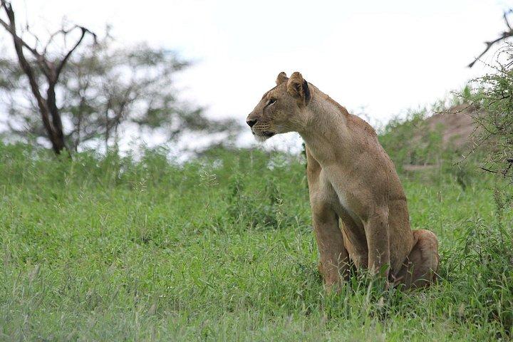 4-Day Pristine Tanzania Safari
