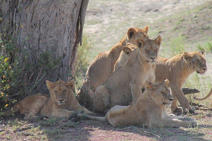 4-Day Pristine Tanzania Safari