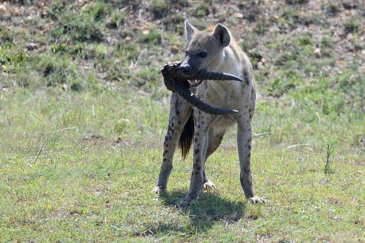 Tour privato di 3 giorni nei parchi nazionali dello Tsavo West