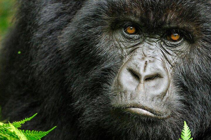 8 dias Murchison Falls, chimpanzé e épico gorila trekking