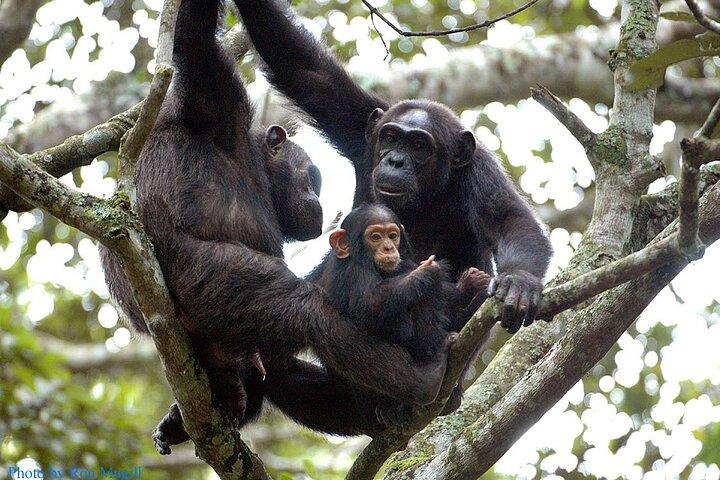 8 dias Murchison Falls, chimpanzé e épico gorila trekking