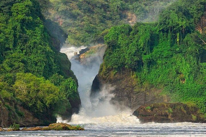8 dias Murchison Falls, chimpanzé e épico gorila trekking