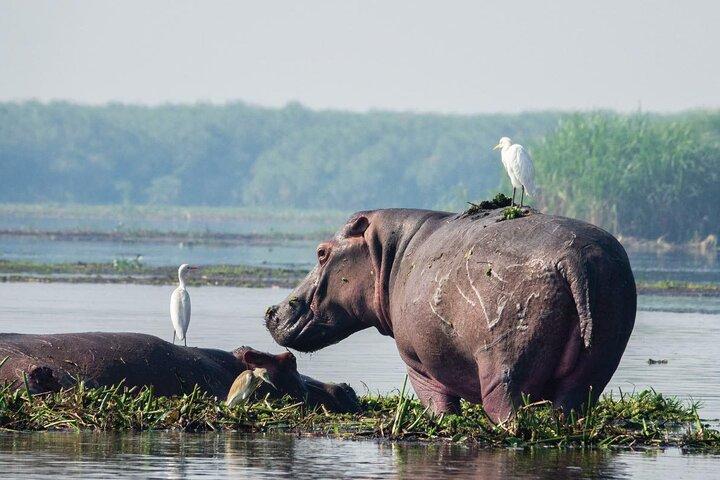 8 dias Murchison Falls, chimpanzé e épico gorila trekking