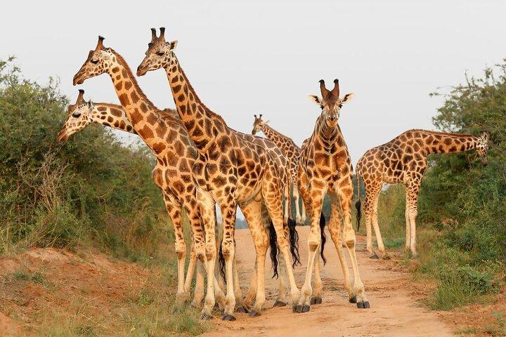 8 dias Murchison Falls, chimpanzé e épico gorila trekking