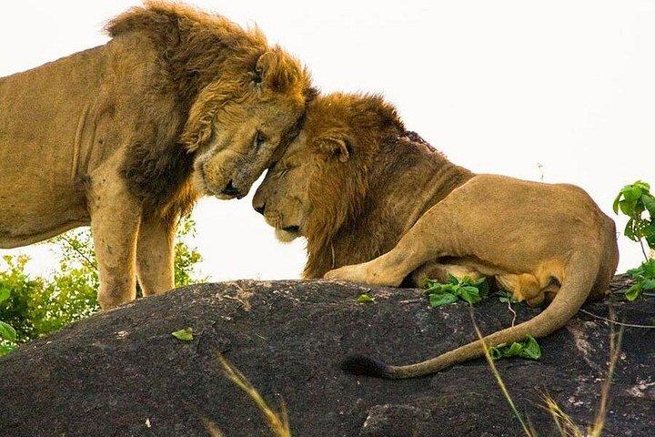 8-Day Murchison Falls, Chimp and Epic Gorilla Trekking