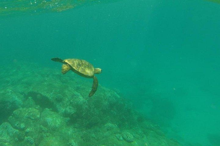 Stand Up Paddle Nature and Turtle tour-Guaranteed to see turtles