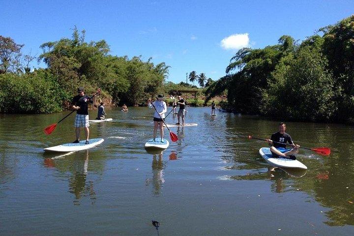 Stand Up Paddle Nature and Turtle tour-Guaranteed to see turtles