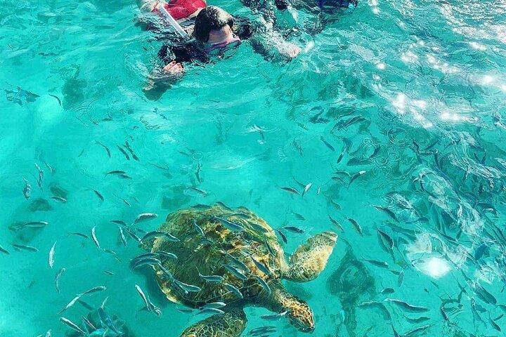 Turtle Snorkeling & Scenic Esperienza di un'intera giornata sull'Isola del Nord