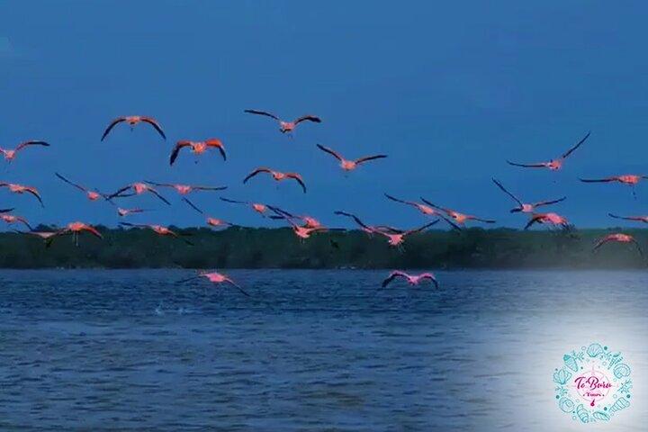 Sanctuary Los Flamingos-Tour