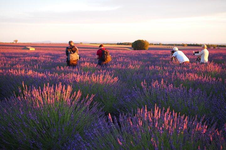 Sunset Lavender Tour fra Aix-en-Provence