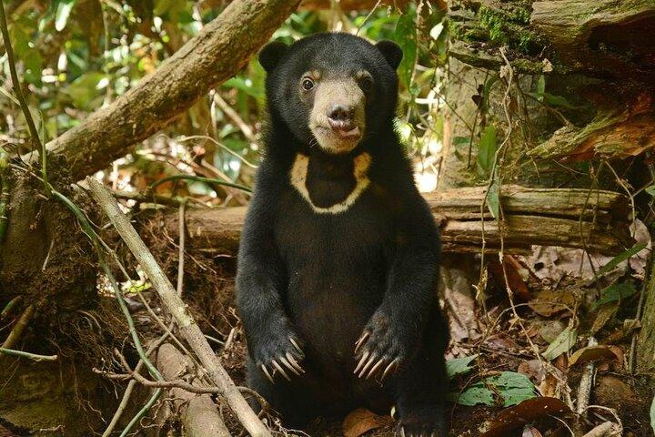 Tour della città degli oranghi di Sepilok, dell'orso del sole e della natura di Sandakan + pranzo