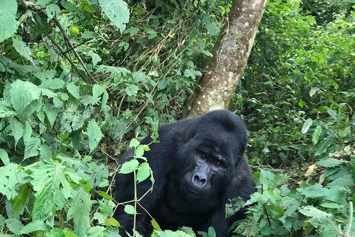 Excursão de 3 dias no safári de caminhada do gorila em Uganda