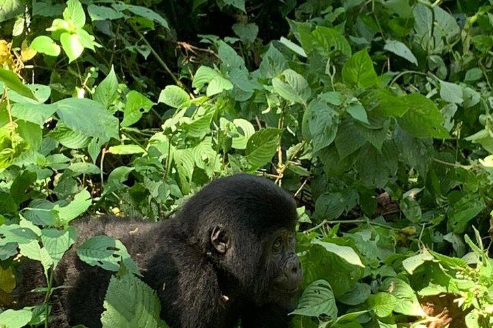 3 Tage Uganda Gorilla Trek Safari Tour