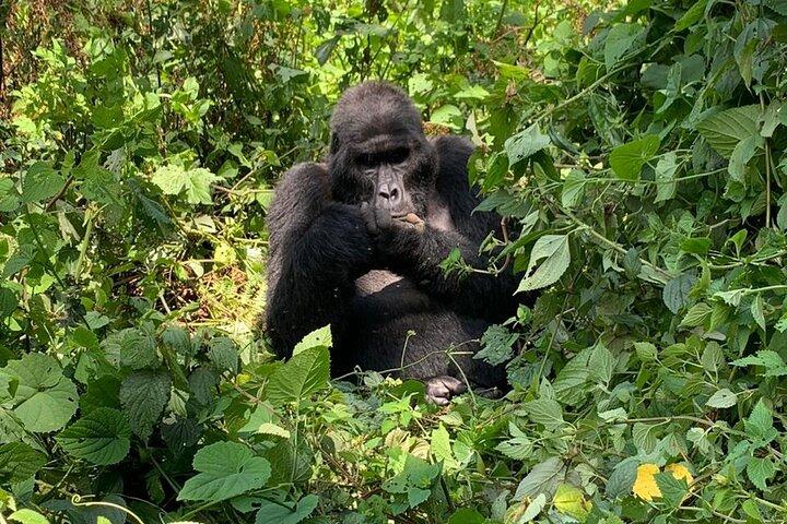 3 Tage Uganda Gorilla Trek Safari Tour
