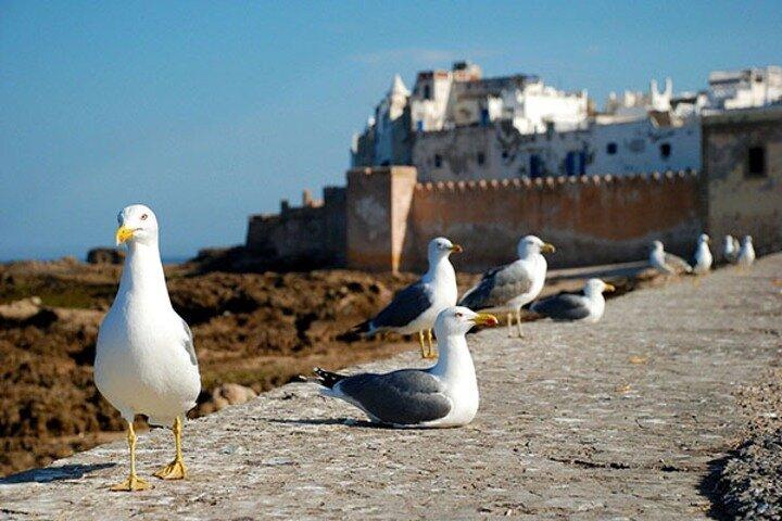 Essaouira & Sekkala Day Trip with Optional Lunch from Marrakech