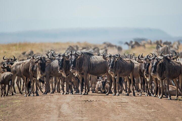 10-Day Epic Tanzania Migration Safari - River Crossing