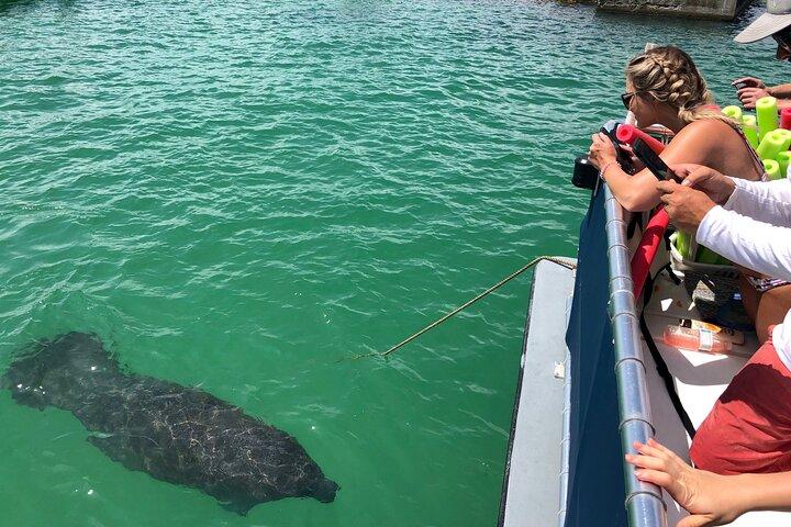 イルカとシュノーケリング付きエグモントキー島4時間ツアー