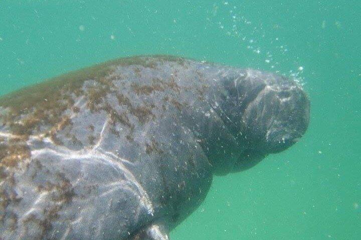 イルカとシュノーケリング付きエグモントキー島4時間ツアー