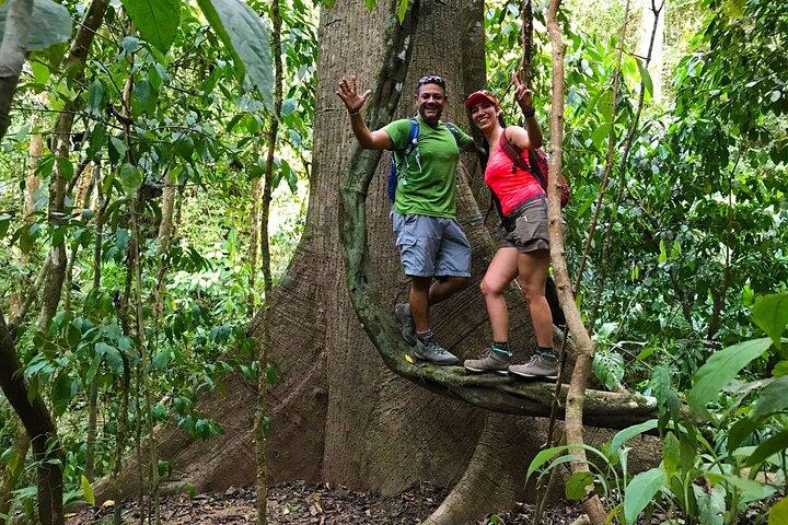 Caminhada guiada pela Mystic Ebano Rainforest na Costa Rica