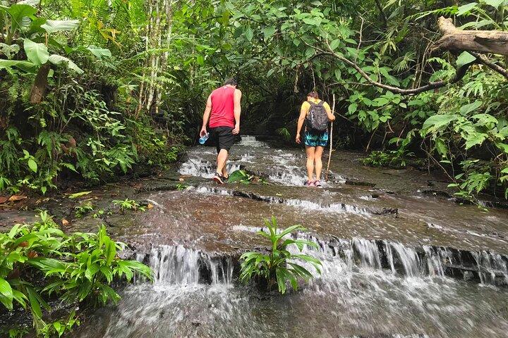 Caminhada guiada pela Mystic Ebano Rainforest na Costa Rica