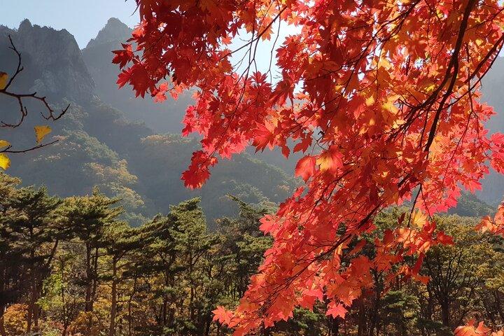 2 日間のプライベート ツアー : 雪岳山 & 洛山寺 & 南怡島「ソウル発」