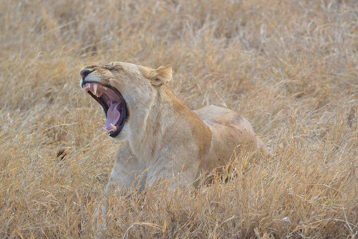 4 dagars Serengeti Heritage Safari