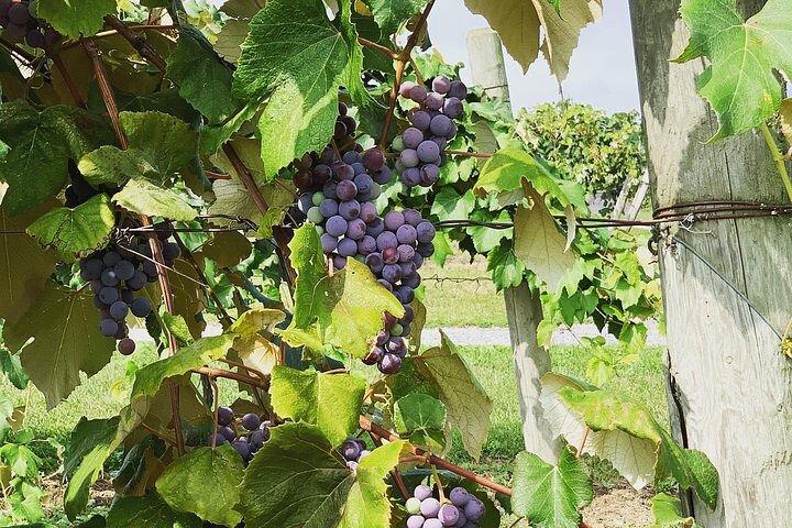 Excursão de degustação de vinhos do Lago Seneca South