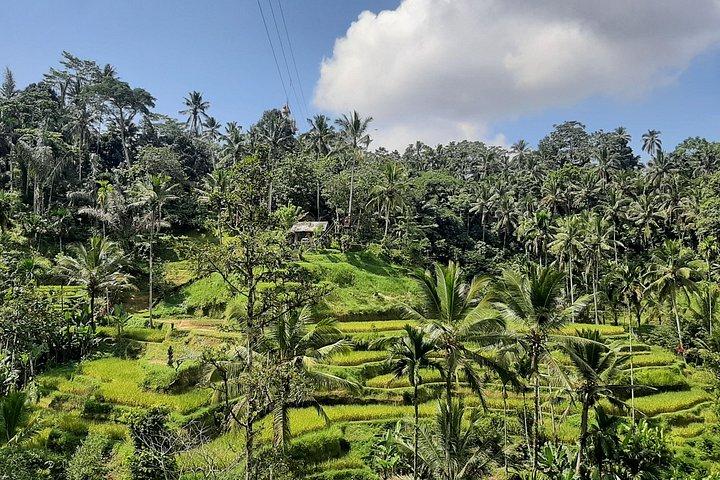Visite d'Ubud - Points forts d'Ubud